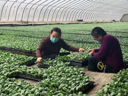 “沂南苏村黄瓜近期市场价格查询”